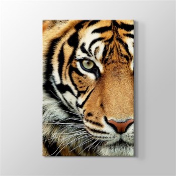 Bengal Tiger Kanvas Tablo